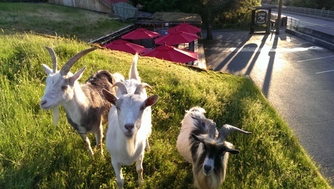 Coombs Village and the Famous Goats on the Roof